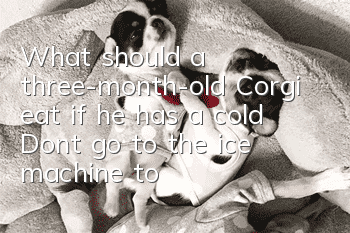 What should a three-month-old Corgi eat if he has a cold? Don’t go to the ice machine to seek medical advice if your Corgi has a cold!