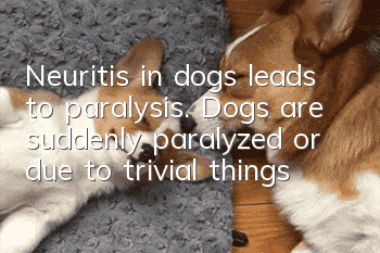 Neuritis in dogs leads to paralysis. Dogs are suddenly paralyzed or due to trivial things that they do not pay attention to in daily life.