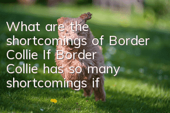 What are the shortcomings of Border Collie? If Border Collie has so many shortcomings, if you can tolerate it, that’s true love!