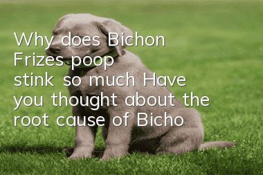 Why does Bichon Frize's poop stink so much? Have you thought about the root cause of Bichon Frize's poop?