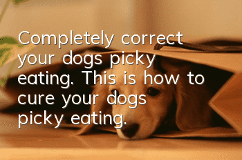 Completely correct your dog’s picky eating. This is how to cure your dog’s picky eating.