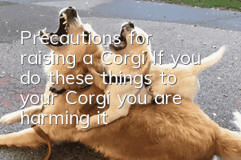 Precautions for raising a Corgi If you do these things to your Corgi, you are harming it!
