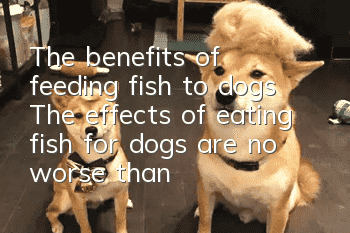 The benefits of feeding fish to dogs The effects of eating fish for dogs are no worse than for cats!