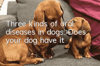 Three kinds of oral diseases in dogs. Does your dog have it?