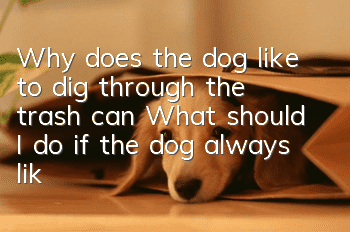 Why does the dog like to dig through the trash can? What should I do if the dog always likes to dig into the trash can?