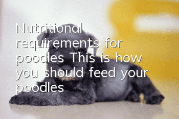 Nutritional requirements for poodles: This is how you should feed your poodles!