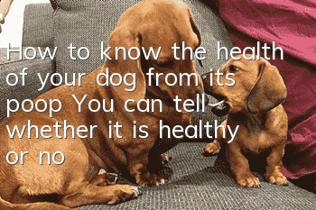 How to know the health of your dog from its poop? You can tell whether it is healthy or not just by looking at it.