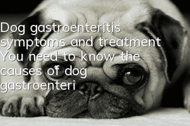 Dog gastroenteritis symptoms and treatment You need to know the causes of dog gastroenteritis!