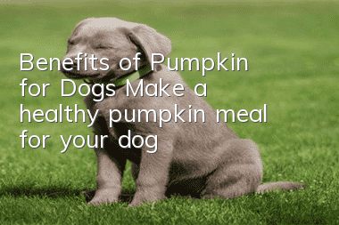 Benefits of Pumpkin for Dogs Make a healthy pumpkin meal for your dog