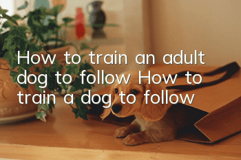 How to train an adult dog to follow? How to train a dog to follow!