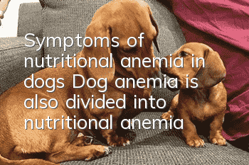Symptoms of nutritional anemia in dogs Dog anemia is also divided into nutritional anemia!