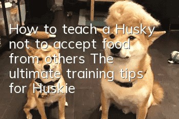 How to teach a Husky not to accept food from others? The ultimate training tips for Huskies