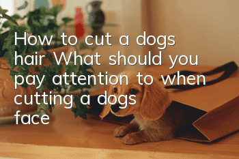 How to cut a dog’s hair? What should you pay attention to when cutting a dog’s face?