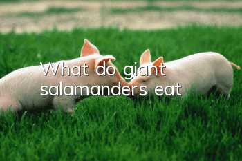 What do giant salamanders eat?