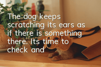 The dog keeps scratching its ears as if there is something there. It’s time to check and clean it!