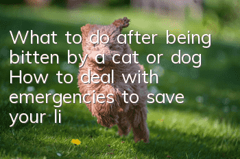 What to do after being bitten by a cat or dog How to deal with emergencies to save your life