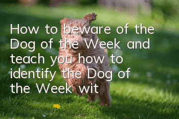 How to beware of the Dog of the Week and teach you how to identify the Dog of the Week with your sharp eyes