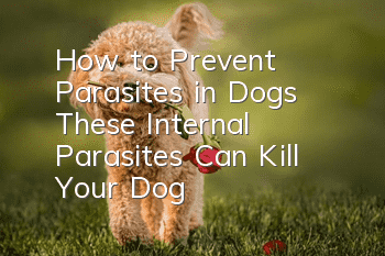 How to Prevent Parasites in Dogs These Internal Parasites Can Kill Your Dog
