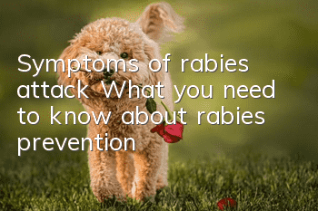 Symptoms of rabies attack What you need to know about rabies prevention