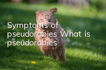 Symptoms of pseudorabies What is pseudorabies