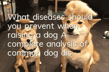 What diseases should you prevent when raising a dog? A complete analysis of common dog diseases