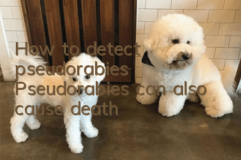 How to detect pseudorabies? Pseudorabies can also cause death!