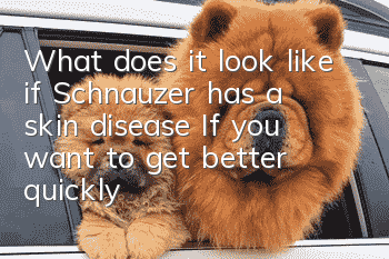 What does it look like if Schnauzer has a skin disease? If you want to get better quickly, don’t blindly treat it on your own