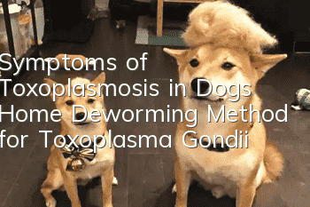 Symptoms of Toxoplasmosis in Dogs Home Deworming Method for Toxoplasma Gondii