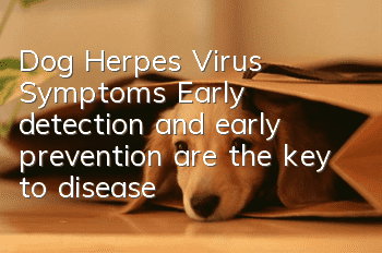 Dog Herpes Virus Symptoms: Early detection and early prevention are the key to disease