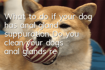 What to do if your dog has anal gland suppuration? Do you clean your dog’s anal glands regularly?
