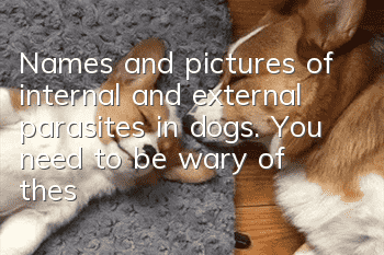 Names and pictures of internal and external parasites in dogs. You need to be wary of these dog health killers.