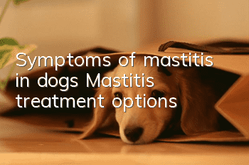 Symptoms of mastitis in dogs Mastitis treatment options