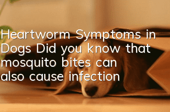 Heartworm Symptoms in Dogs Did you know that mosquito bites can also cause infection?