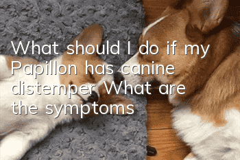 What should I do if my Papillon has canine distemper? What are the symptoms?