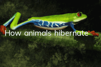 How animals hibernate