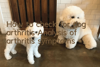 How to check for dog arthritis? Analysis of arthritis symptoms