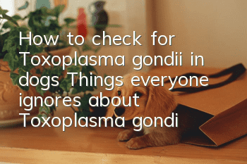 How to check for Toxoplasma gondii in dogs? Things everyone ignores about Toxoplasma gondii