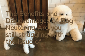 The Benefits and Disadvantages of Dog Neutering Are you still struggling with the issue of neutering?