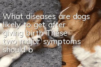 What diseases are dogs likely to get after giving birth? These two major symptoms should be prevented in advance
