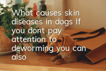 What causes skin diseases in dogs? If you don’t pay attention to deworming, you can also get skin diseases!