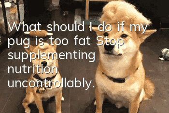What should I do if my pug is too fat? Stop supplementing nutrition uncontrollably.