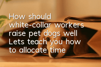 How should white-collar workers raise pet dogs well? Let’s teach you how to allocate time to raise your pet dogs!