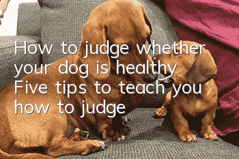 How to judge whether your dog is healthy? Five tips to teach you how to judge
