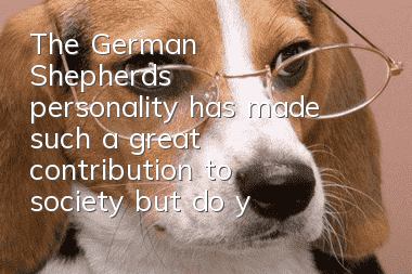 The German Shepherd’s personality has made such a great contribution to society, but do you understand it?