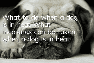 What to do when a dog is in heat? What measures can be taken when a dog is in heat?
