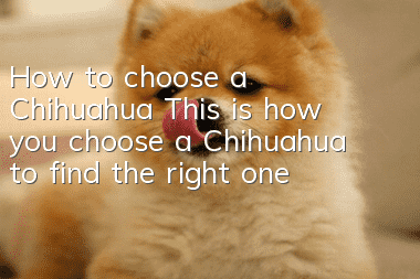 How to choose a Chihuahua? This is how you choose a Chihuahua to find the right one!