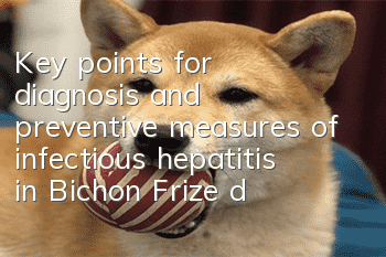 Key points for diagnosis and preventive measures of infectious hepatitis in Bichon Frize dogs. What should dogs eat if they are infected with hepatitis?