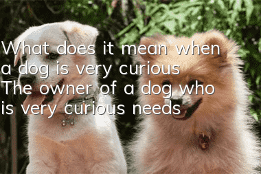 What does it mean when a dog is very curious? The owner of a dog who is very curious needs to figure out the reason.