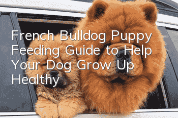 French Bulldog Puppy Feeding Guide to Help Your Dog Grow Up Healthy
