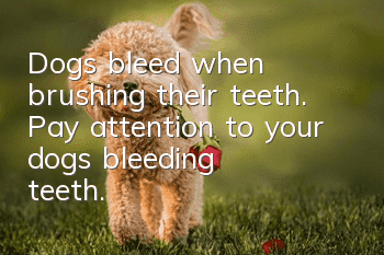 Dogs bleed when brushing their teeth. Pay attention to your dog’s bleeding teeth.